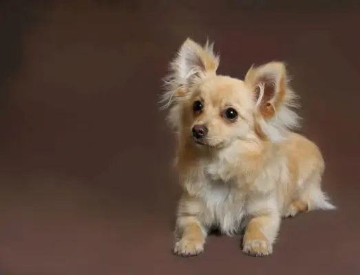 Pomchi