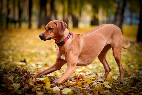 Perro Ridgeback de Rodesia jugando en el parque