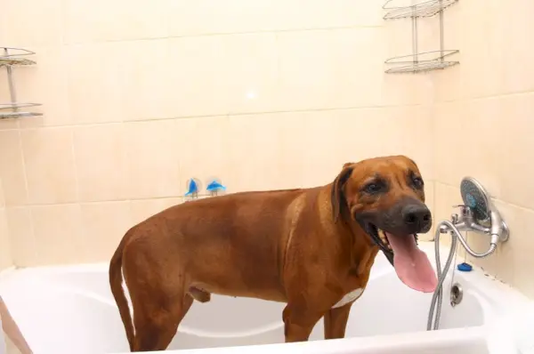 Perro Ridgeback de Rodesia bañándose