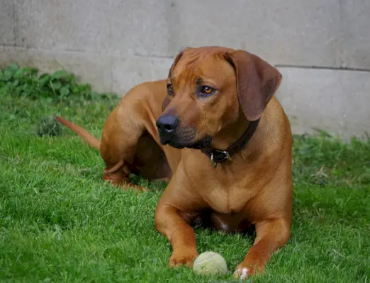 Perro Ridgeback de Rodesia jugando con una pelota en el patio