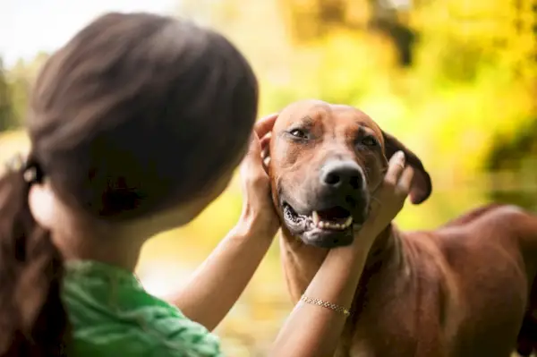 Perro Ridgeback de Rodesia con dueño al aire libre