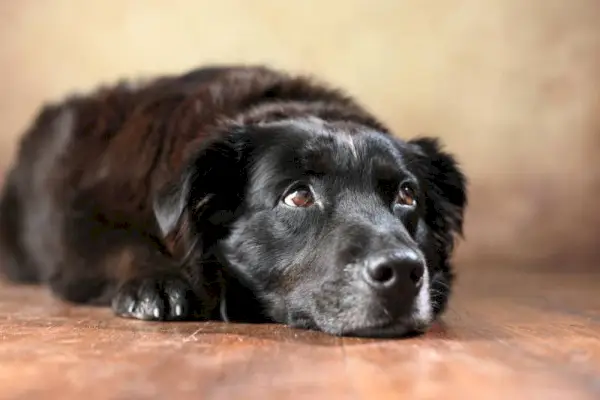 Cão pastor australiano deitado no chão
