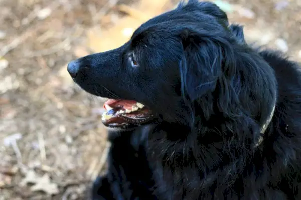 Cão pastor australiano preto ofegante