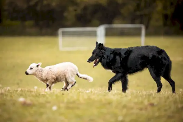 Cão pastor australiano preto pastoreando uma ovelha