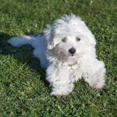 Coton de Tulear Hund sitzt im Freien