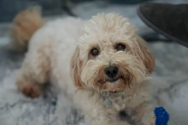 maltipoo guardando la fotocamera