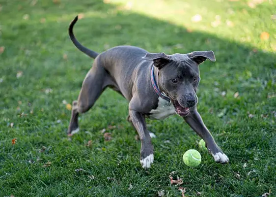 catelusa pitbull femela