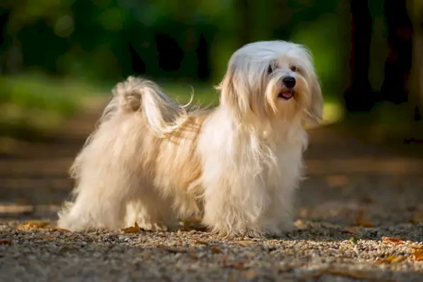 cane havanese color crema nella foresta