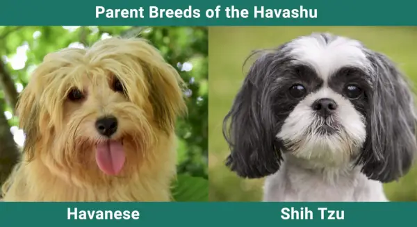 הורה_גזע_חבשו