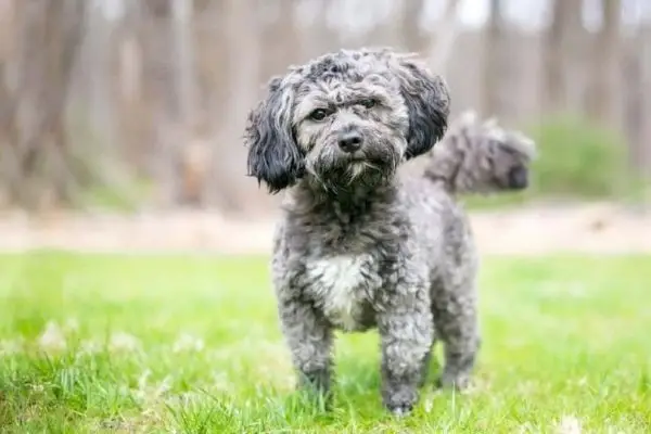 הוואשו_מרי סוויפט, Shutterstock