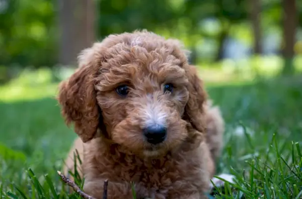 Nahaufnahme eines Goldendoodle-Welpen, der im Gras liegt