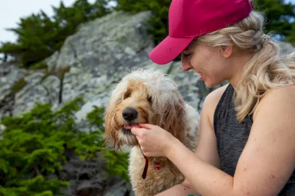 Frau gibt ihrem Goldendoodle-Hund in der Natur ein Leckerli