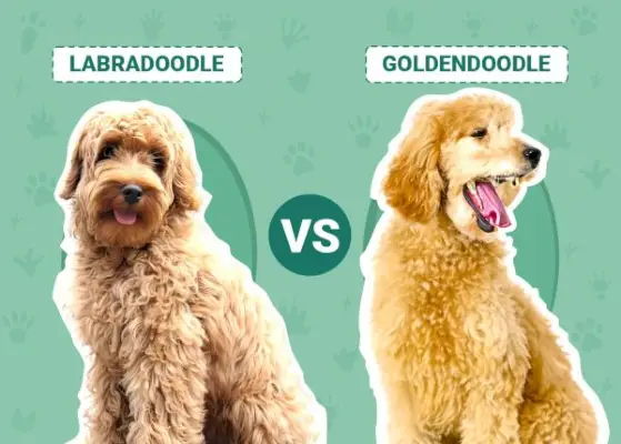 Labradoodle vs. Goldendoodle: Die Unterschiede (mit Bildern)