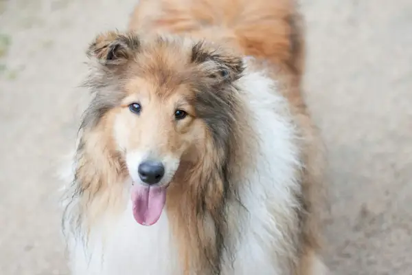 Shetland Sheepdog Brun, Sort og Hvid