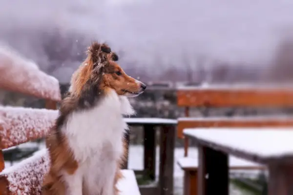 shetland sheepdog sidder på en bænk udendørs i sne