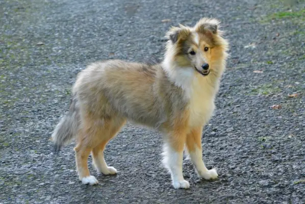 shetland sheepdog stående udendørs