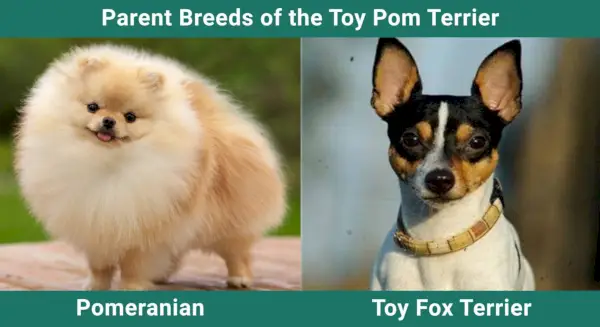 Парент_бреедс_Тои-Пом-Терриер