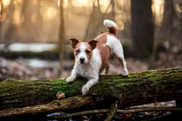 jack russell terrier rönkön