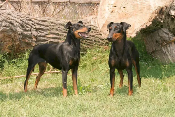 két Manchester Terrier