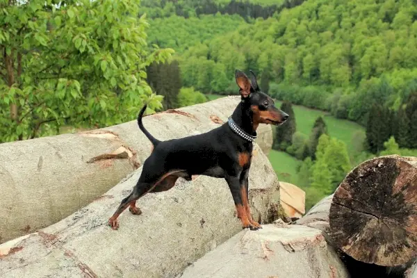 Miniatűr pinscher