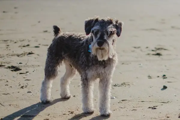 Miniatűr schnauzer