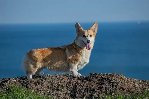 Pembroke walesi corgi