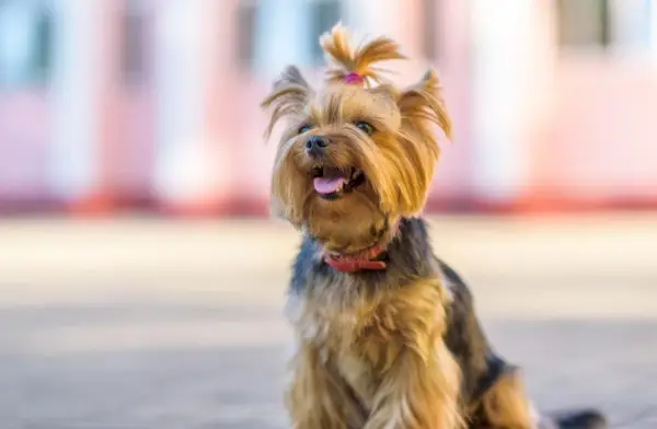 Yorkshire terrier_shutterstock_shymar27