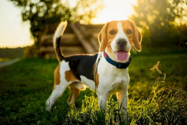 beagle_Shutterstock_Przemek Iciak