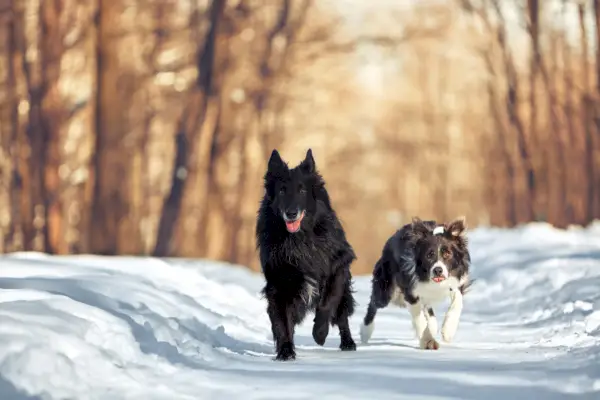 Cani border collie e cane da pastore belga che corrono nel parco in inverno