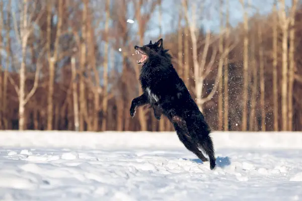 Cane da pastore belga Groenendael che salta sulla neve