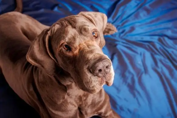 Chocolate Great Dane Dog: Bilder, fakta, opprinnelse og historie
