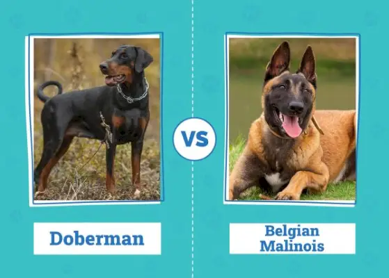 Doberman vs Malinois belga: las diferencias (con imágenes)