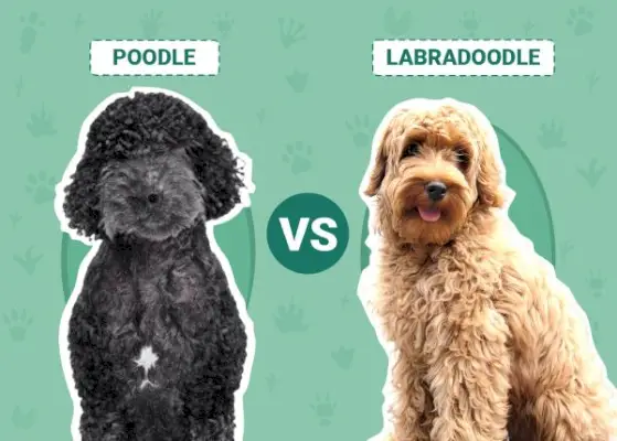 Pudelis vs Labradoodle: skirtumai (su nuotraukomis)