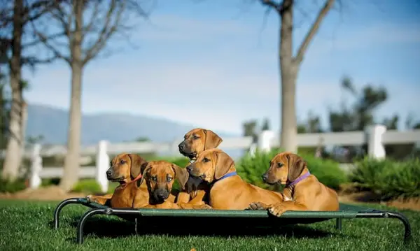 Rhodesian Ridgeback-puppy's liggend op een verhoogd hondenbed
