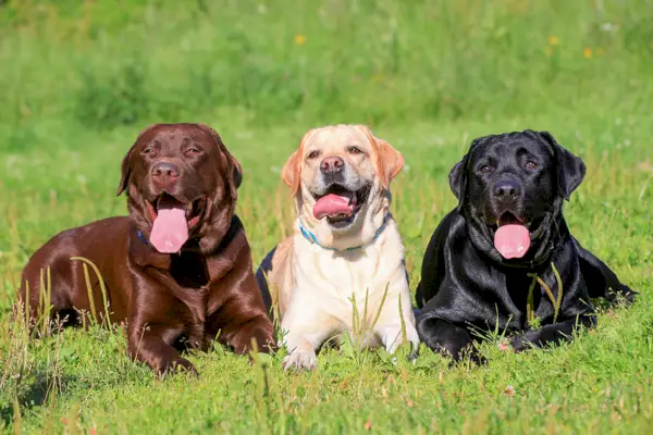 csokoládé, fekete és sárga labradorok