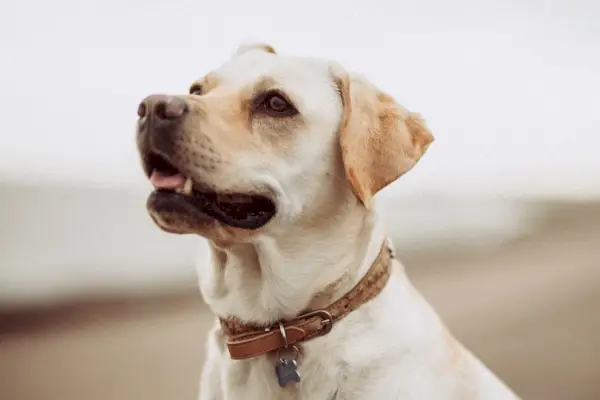 Vértes sárga labrador kutya