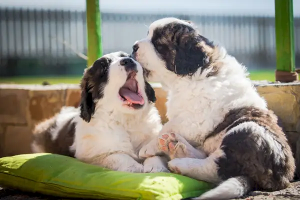 Brindle saint bernard hvalpe