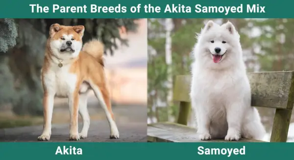 Rasele parentale ale amestecului de Akita Samoyed