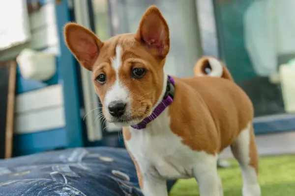 Cachorro Basenji