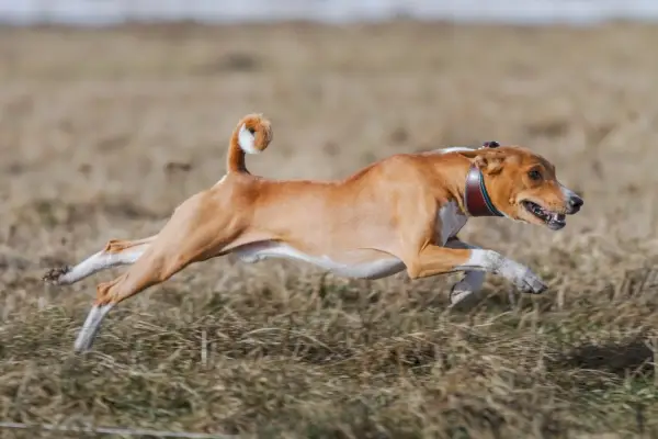 basenji, perro, corriendo