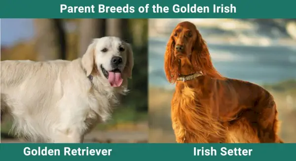 Starševske_pasme_zlati irski