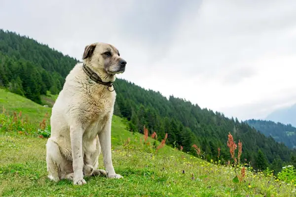 Kangal-Câine