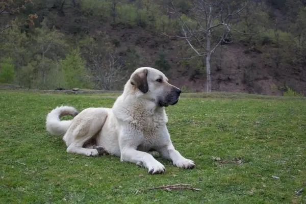 Câine ciobănesc Kangal stând pe iarbă