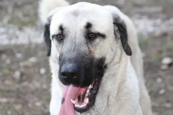 aproape câine Kangal Sheperd cu limba afară