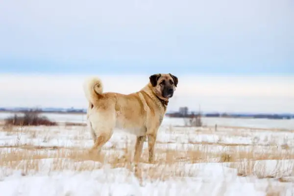 Câine turc Kangal iarna