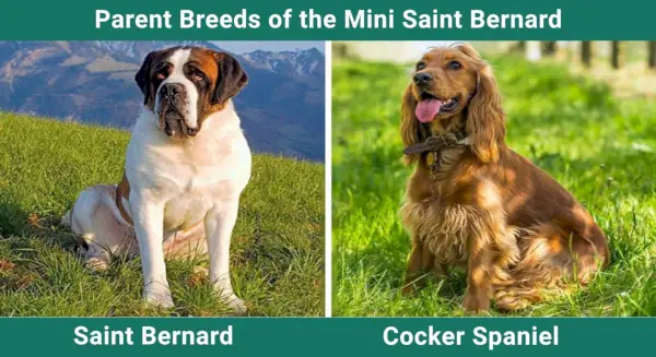 Parent_breeds_Mini Saint Bernard