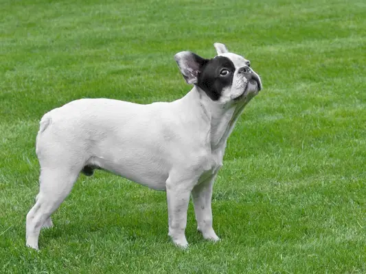 Franse bulldog staande op gras