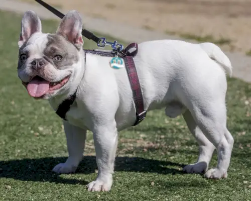 bonte Franse bulldog staande in het park