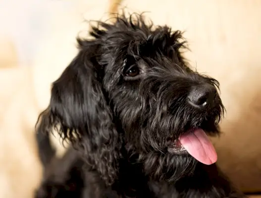 лабрадудл који седи у трави