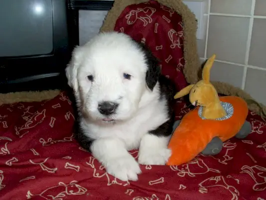 filhote de cachorro pastor inglês velho